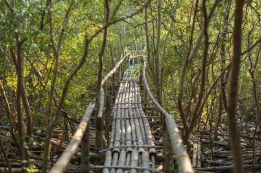 Bambu geçit mangrov orman içinde. Seçici odak.