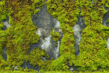 Çimento duvara moss.
