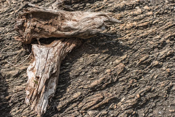Duas madeiras secas no fundo da rocha . — Fotografia de Stock