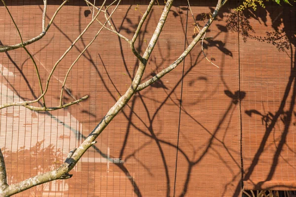 Arka plan, karşı ağaçta perdenin gölgesi.