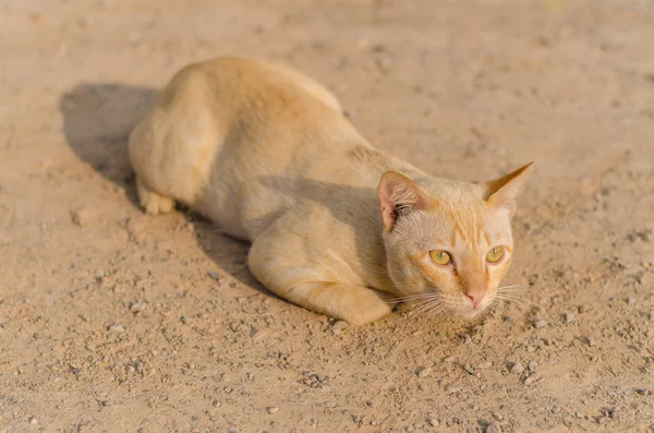 Red cat lying on the soil. Selective Focus. — Stock Photo, Image