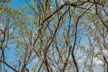 Mavi gökyüzü arka plan üzerinde şube.