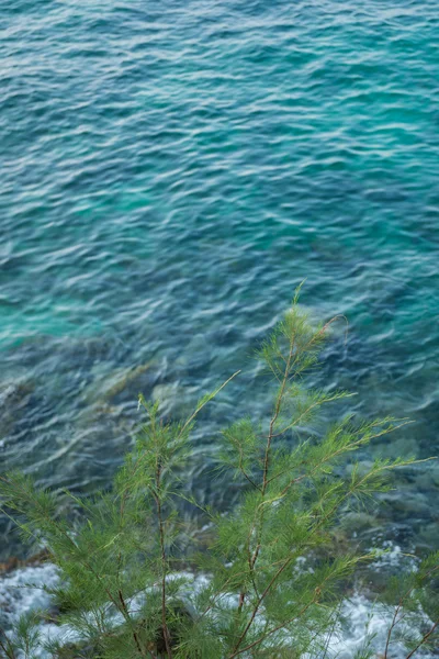 Young pine tree at cliff coast. Selective Focus. — Stock Photo, Image