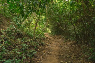 Trekking için derin ormana yönlendirmek.