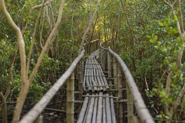 Bambussteg im Mangrovenwald. Selektiver Fokus. — Stockfoto