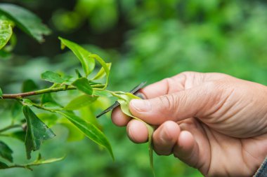 Çay yaprağı hasat için el kadar kapatın. Seçici odak.