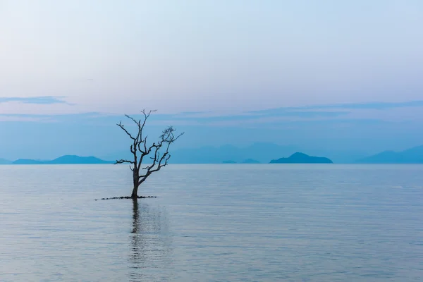 Morir árbol en el mar. Enfoque selectivo . Fotos De Stock