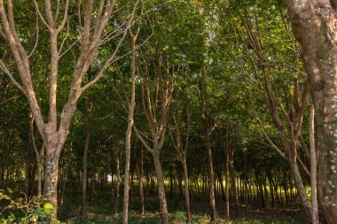 Kauçuk orman akşam. Doğa arka plan.