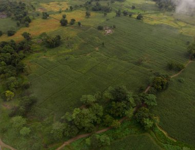 Tropikal yağmur ormanlarında yüksek bir yolun kuş bakışı görüntüsü.