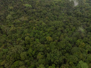 Asya 'daki tropik yağmur ormanlarının kuş bakışı görüntüsü