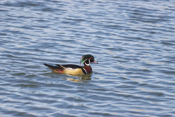 Pato Madeira Parque Lago Montanha Rochosa — Fotografia de Stock