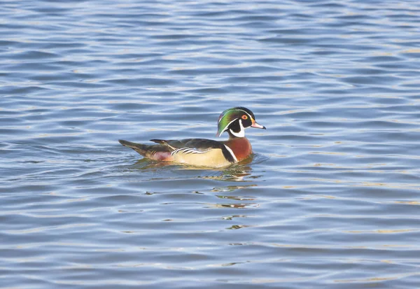 Pato Madeira Segunda Tomada Parque Lago Montanha Rochosa — Fotografia de Stock