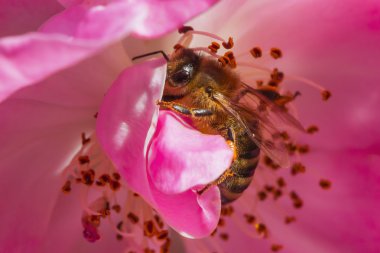 Bal arısı - Honigbiene