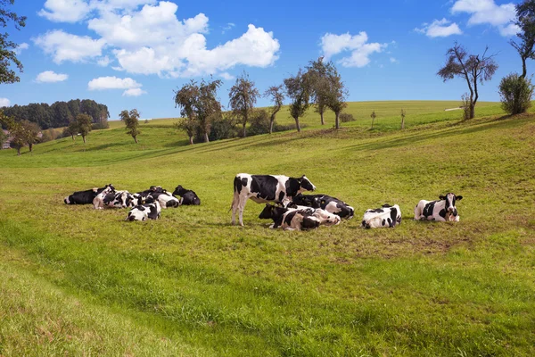 Vacas que pastam em pastagens — Fotografia de Stock