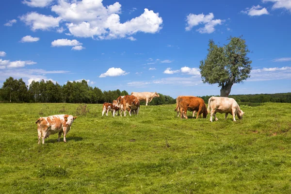 Vacas que pastam em pastagens — Fotografia de Stock