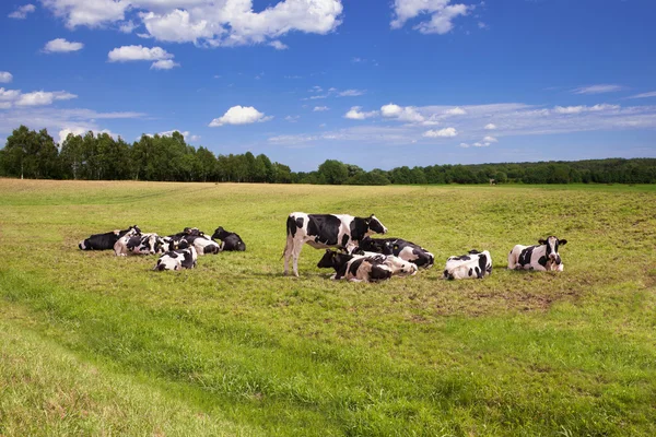 Cows grazing on pasture — Stock Photo, Image