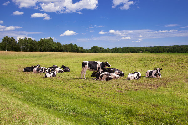 Cows grazing on pasture