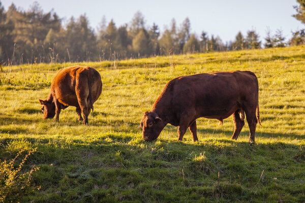 Cows grazing on pasture