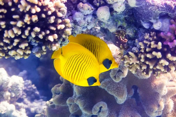 Poisson papillon Bluecheek sur corail — Photo