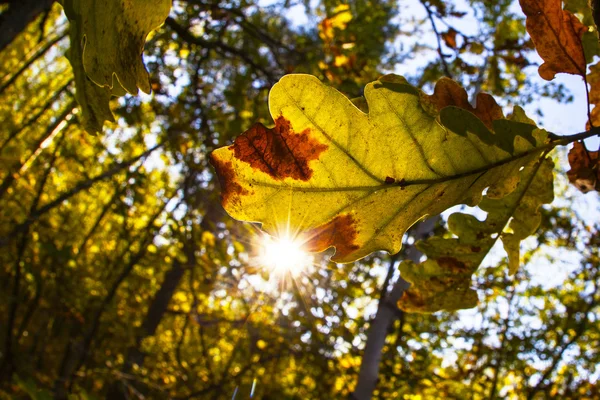 Feuilles de chêne d'automne dans les bois — Photo