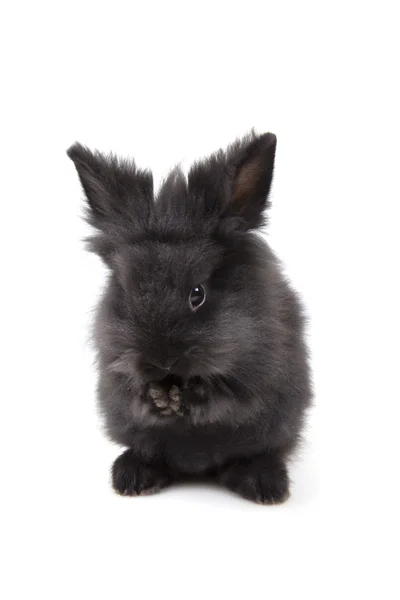 Osterhase - Easter Bunny Stockfoto