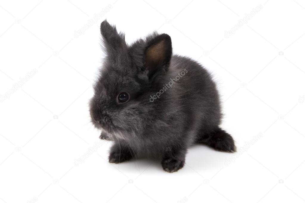 Osterhase - Easter Bunny