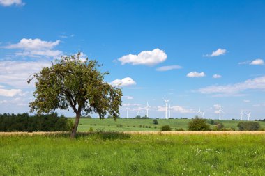 elma ağacı çayırda
