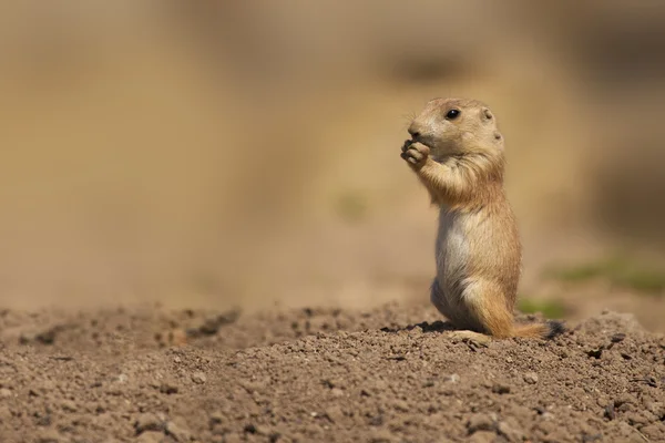 Young Squirrel Stock Picture