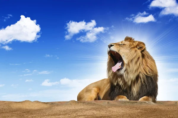 Roaring lion Royalty Free Stock Photos