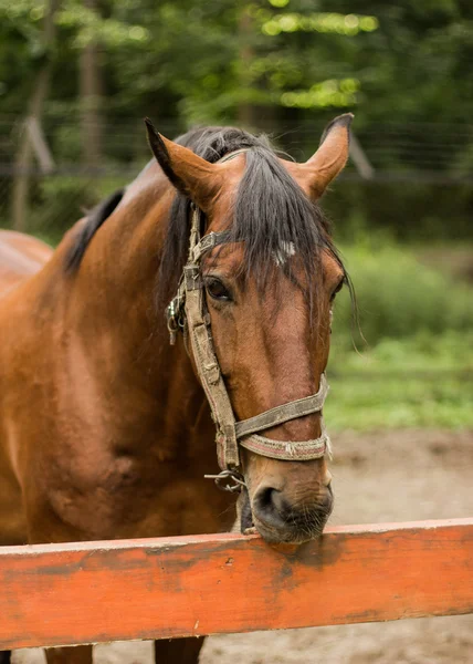 Beautiful brown horse — Stock Photo, Image