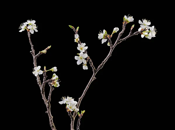 Narin Beyaz Çiçeklerle Çiçek Açan Kayısı Dalı Siyah Arka Planda — Stok fotoğraf