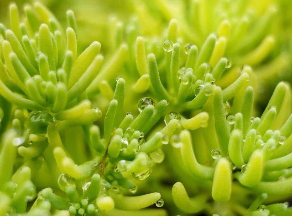 Küçük sulu bitkilere (İspanyol taşropu ya da sedum hispanikum) küçük bir damla derinliği ile makro çekim. Arkaplan için altın yosununu kapat.