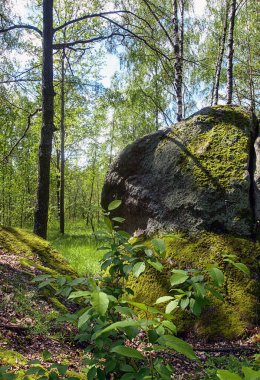Güzel doğa huş ağacında büyük taşlarla güneşli yaz günlerinde yumuşak yeşil yosunlarla kaplı..