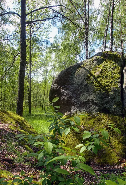 Güzel doğa huş ağacında büyük taşlarla güneşli yaz günlerinde yumuşak yeşil yosunlarla kaplı..