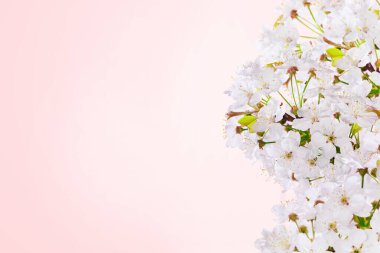 Kiraz çiçekli bahar pembe arka plan sanatı. Çiçek açan ağaçla güzel doğa rüya sahnesi. Bahar ve bahar çiçekleri - Görüntü.