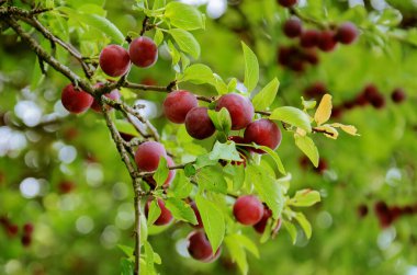 Tatlı erikler (kiraz eriği) ağaçtan bir dalda olgunlaşır ve bahçesinde yeşil yapraklar vardır. Büyüme ve hasat kavramı. Seçici odak.