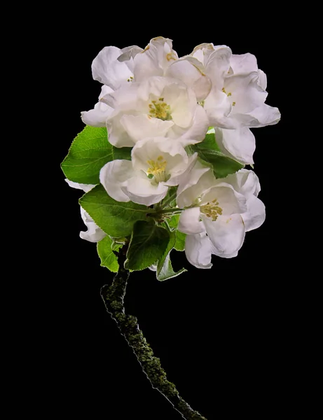 Hermosa Rama Flor Manzana Aislada Sobre Fondo Negro — Foto de Stock