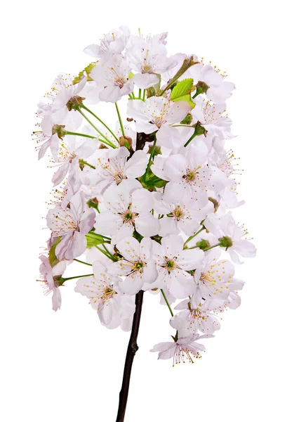 Taze Pembe Kiraz Çiçekleri Saf Beyaz Arka Planda Izole Edilmiş — Stok fotoğraf