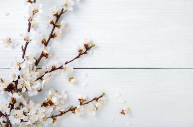 Beyaz ahşap masada bir sürü kayısı çiçeği olan bahar çiçekli dallar. Hafif arka planda meyve ağacı çiçekleri olan kompozisyon. Üst görünüm.