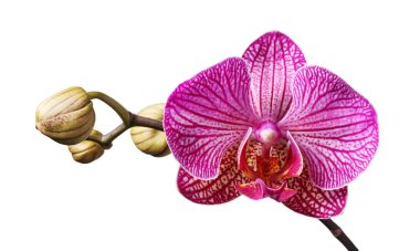 Mor orkide çiçeğinin güzel dalı ve siyah arka planda izole edilmiş tomurcuklar..