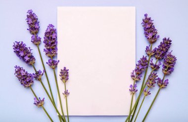 Lavanta çiçekleri ve boş kağıtlar mavi pastel arka planda. Üst görünüm.