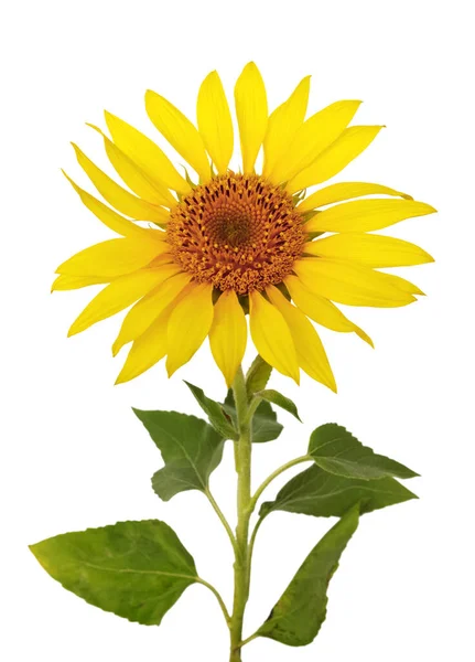 Schöne Kopf Der Sonnenblume Und Verschwommene Blätter Isoliert Auf Weißem — Stockfoto