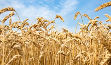 Mavi bulutlu gökyüzüne karşı tarlada olgunlaşmış buğday kulakları. Hasat konsepti.