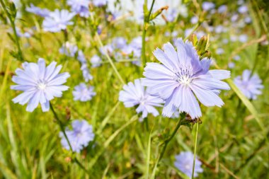Tarlada mavi hindiba çiçekleri olan yaz arkaplanı, seçici odak.