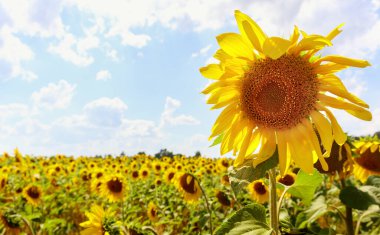 Mavi gökyüzüne karşı tarlanın üzerinde bir altın ayçiçeği. Çiçekli yaz geçmişi.