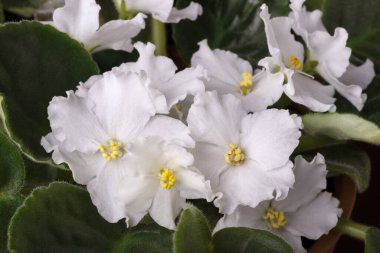 Afrika menekşesinden kaplanmış beyaz çiçeklere yaklaş..