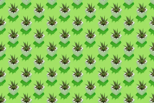 Seamless Repetitive Pattern Succulent Plant White Pot Green Background — Stock Photo, Image