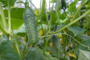 Bahçede özel bir ızgarada büyüyen genç salatalıklar. Hasat konsepti.