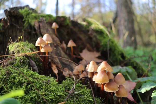 Funghi Vecchio Albero Ricoperto Muschio Verde — Foto Stock