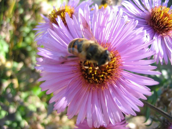 Primer Plano Una Flor —  Fotos de Stock